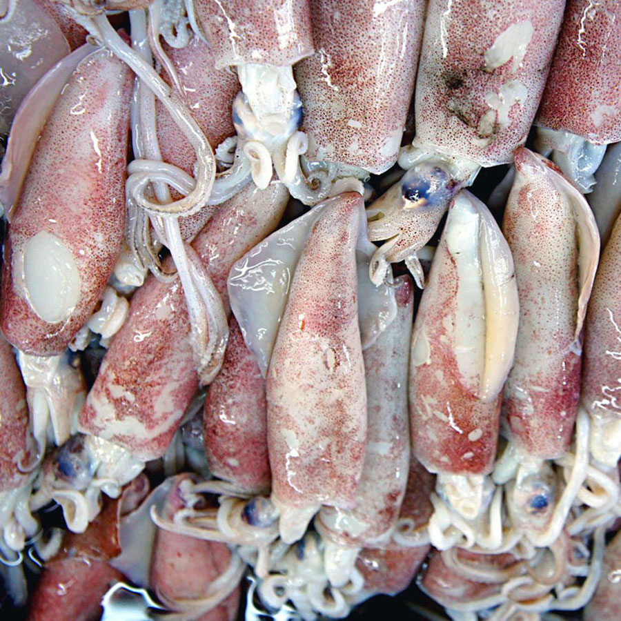 Distribuzione Calamari e Totani a Nuoro e Ogliastra