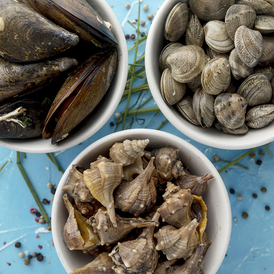 Distribuzione Molluschi a Nuoro e Ogliastra